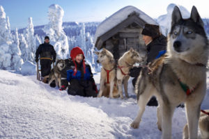 huskies-family-lapland-safaris-rovaniemi-1