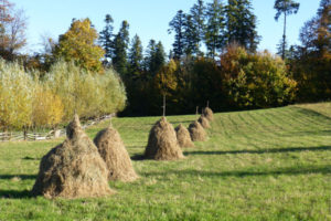 bucovina